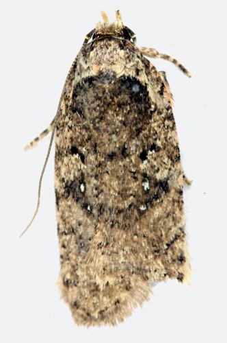 Réf. 336 881 : Agonopterix sp.